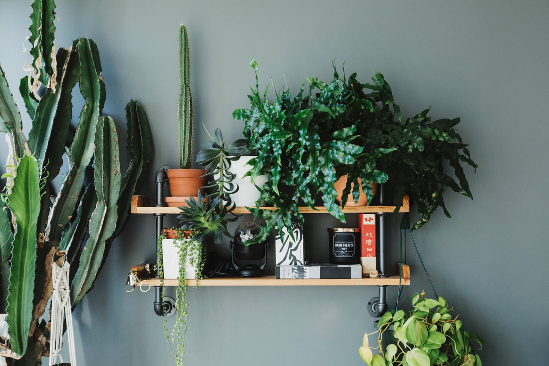 Tendance "Slow Déco" : Comment faire entrer la nature chez soi pour apaiser son quotidien